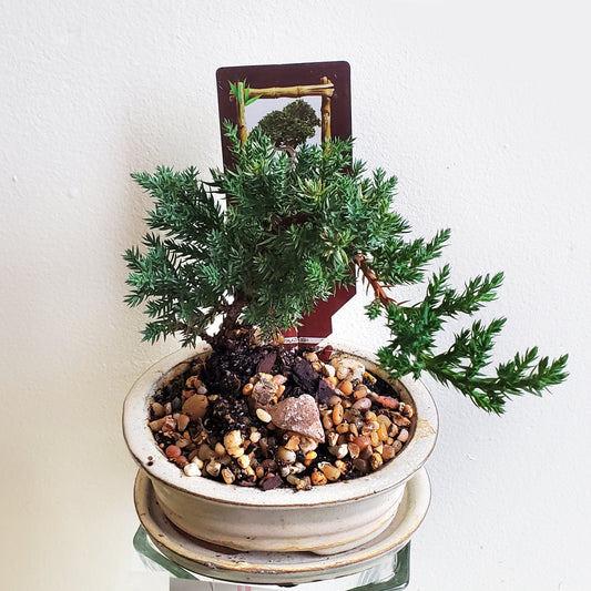 Plante bonsaï / Bonsai plant