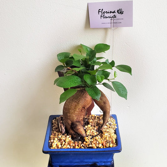 Plante bonsaï / Bonsai plant