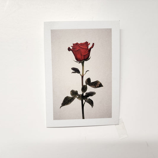 Une carte rose rouge / One redrose card