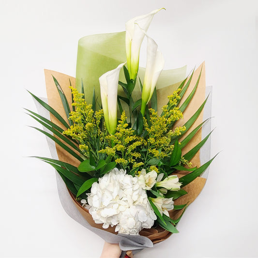 Lys calla / Calla lily