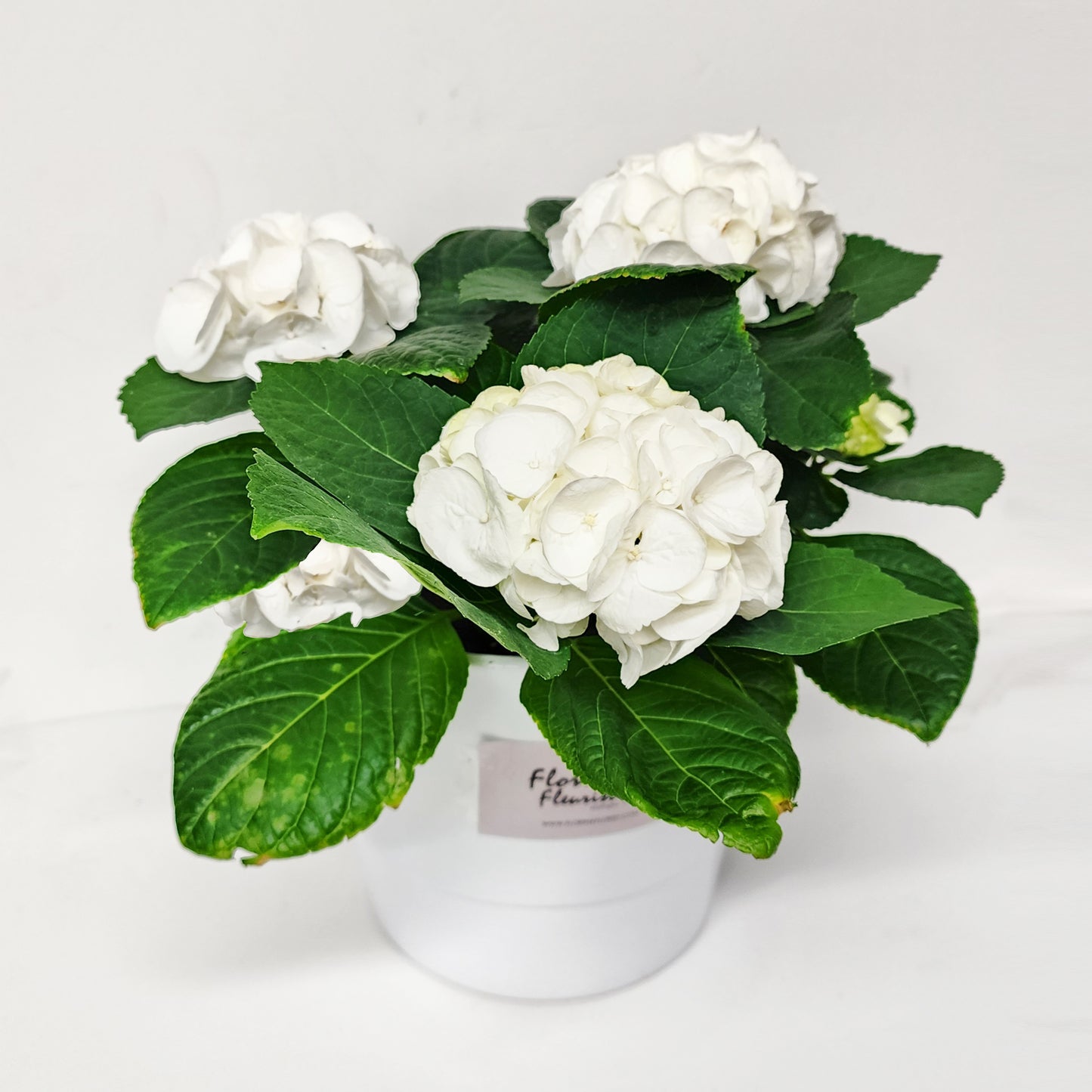 hortensia / hydrangea