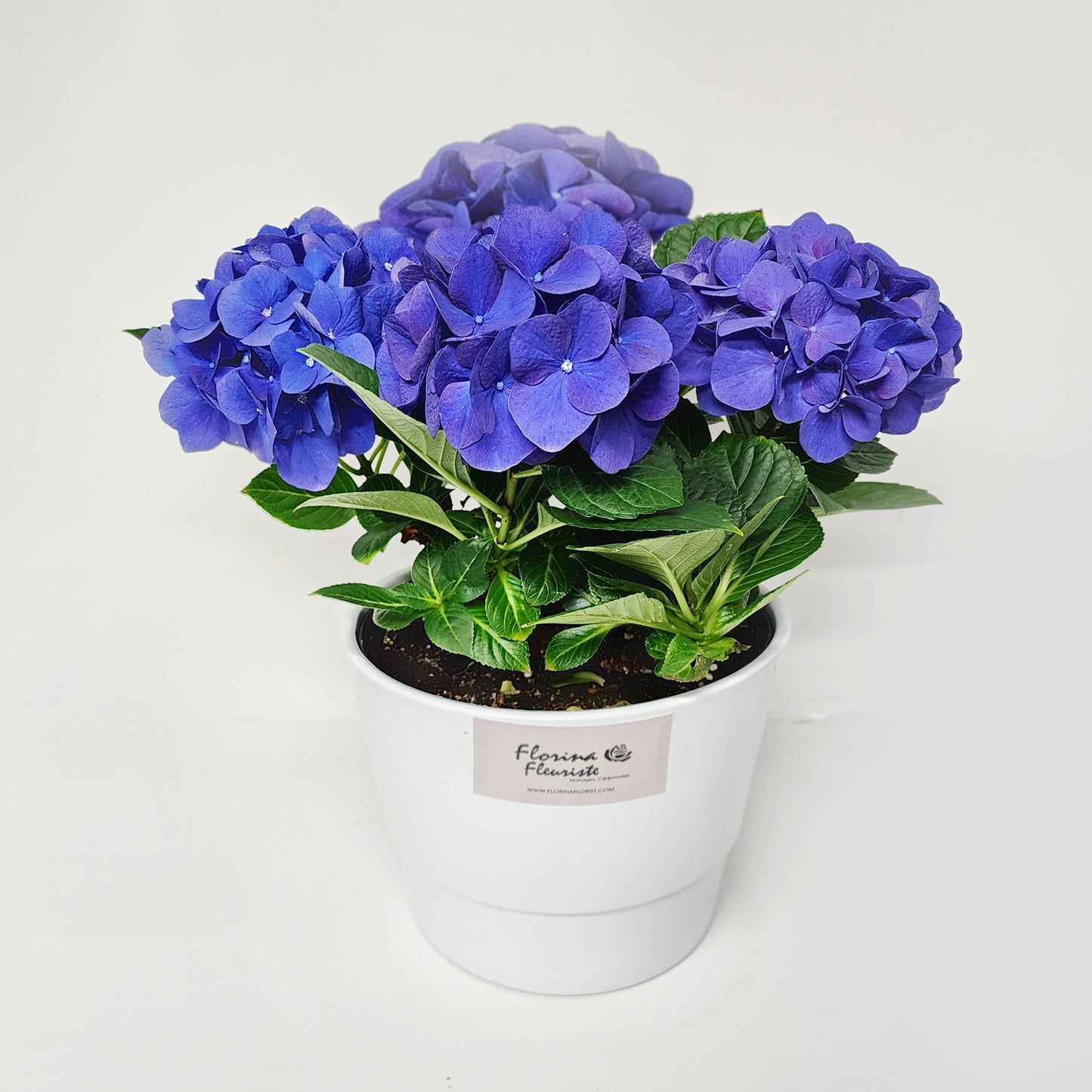 hortensia / hydrangea