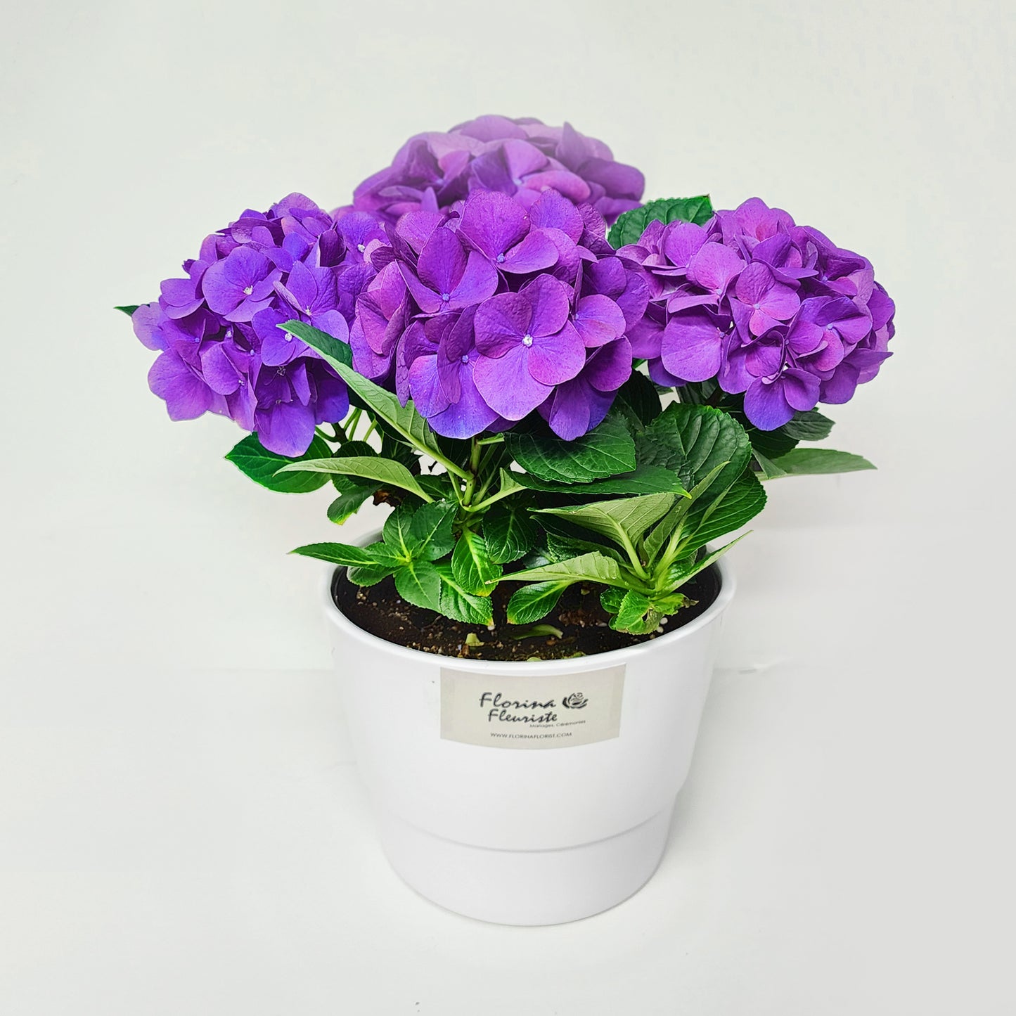 hortensia / hydrangea