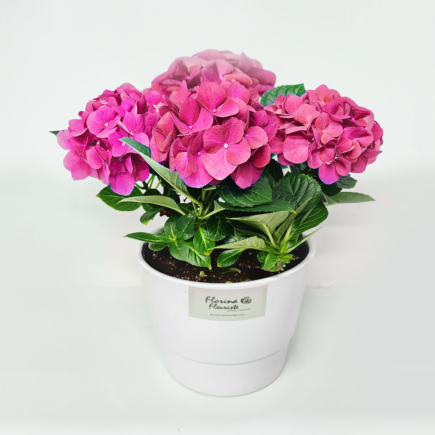 hortensia / hydrangea