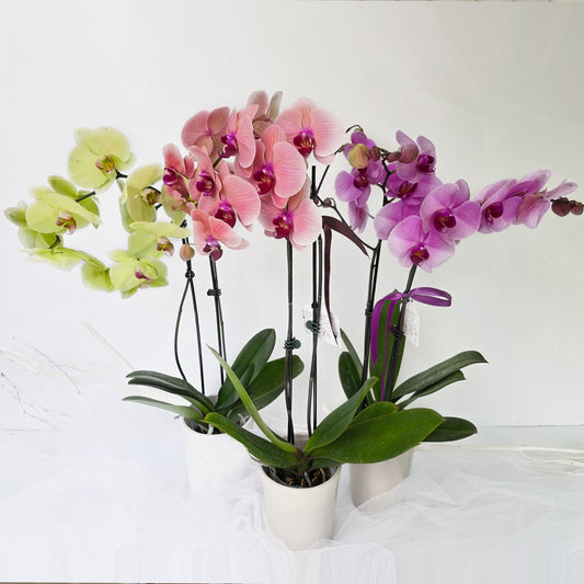 Grande orchidée / Big orchid