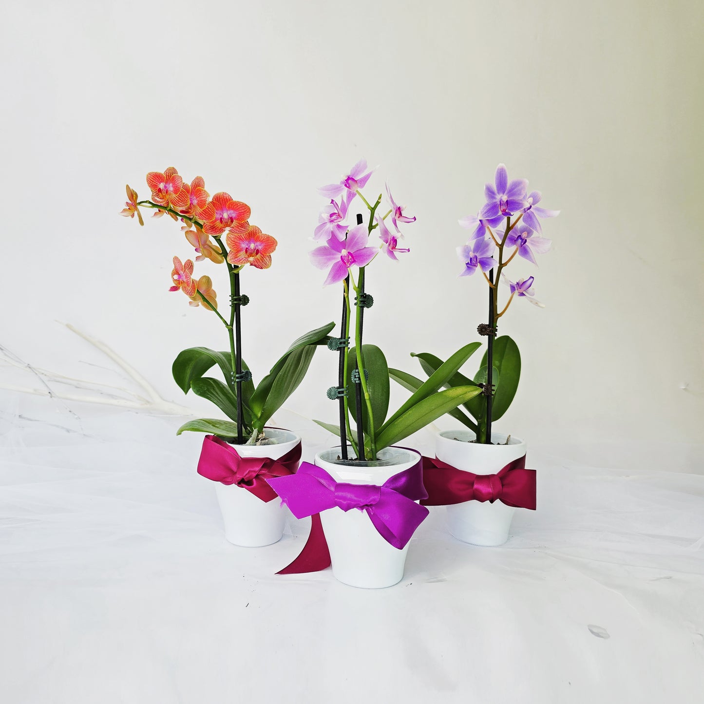 Petite orchidée / Small orchid