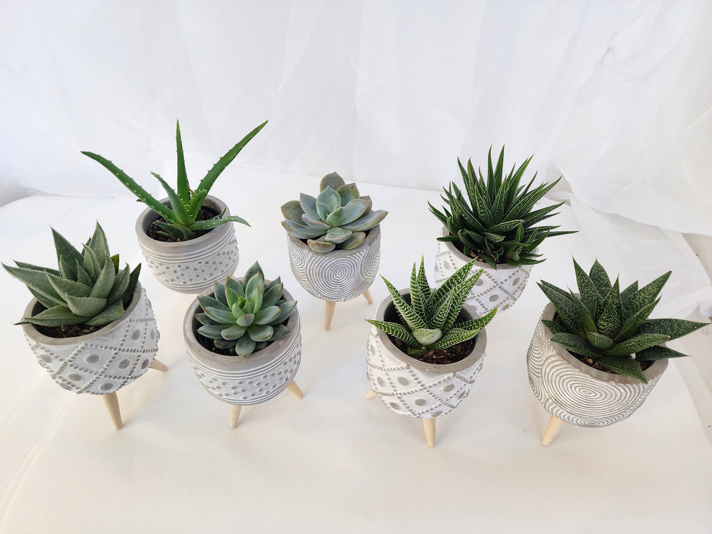 succulenet with ceramic pot