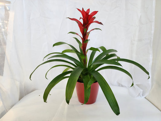 Guzmania bomeliad