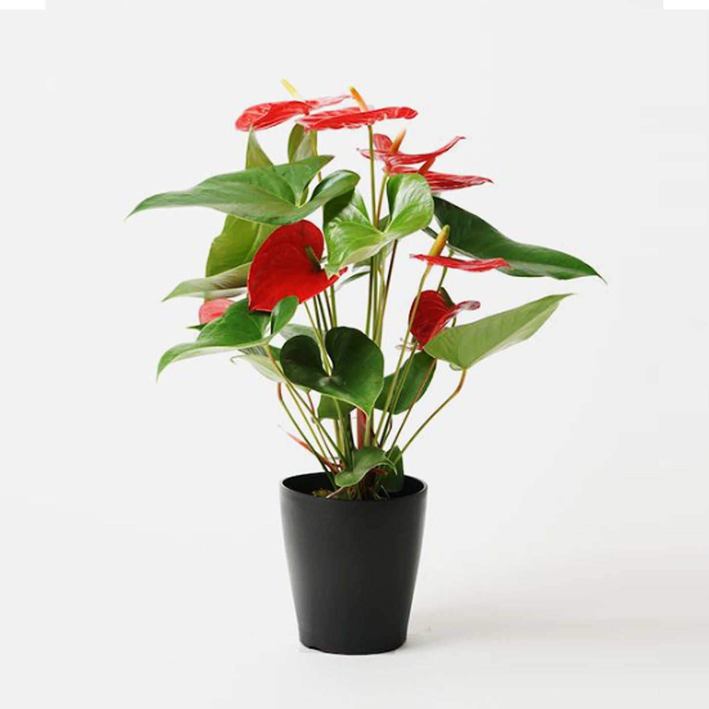 Anthurium 